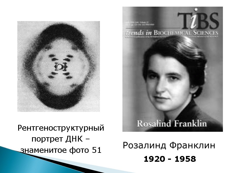 Розалинд Франклин  Рентгеноструктурный портрет ДНК – знаменитое фото 51 1920 - 1958